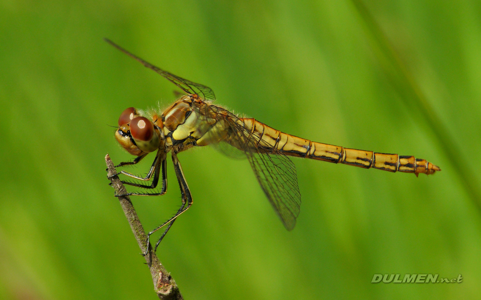 Moustached Darter (Female, Sympetrum vulgatum)